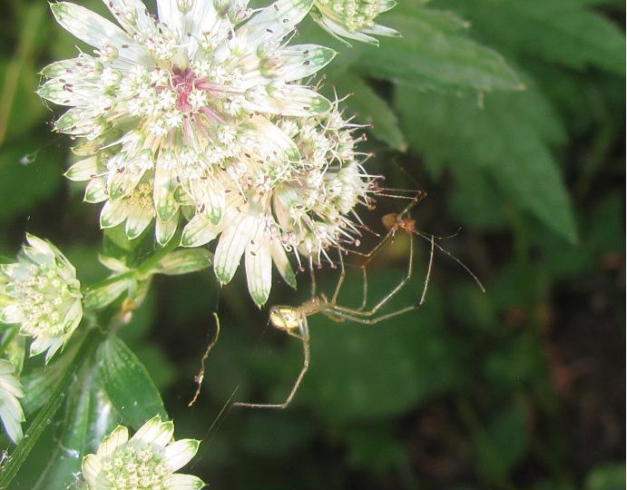 Corteggiamento di Frontinellina frutetorum?